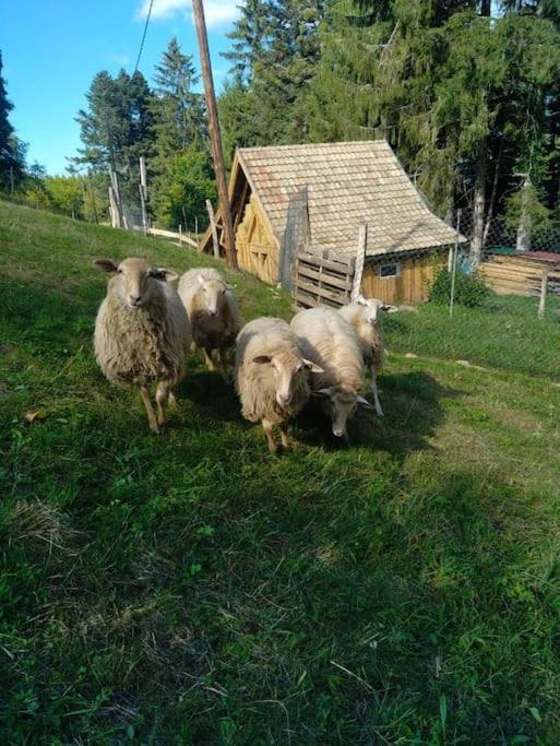 L'estive, à La Ferme En Montagne Hébergement de vacances Eschbach-au-Val