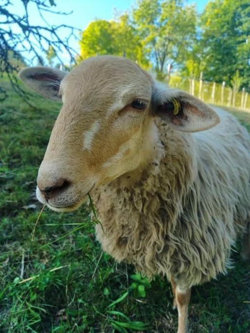 Hébergement de vacances L'estive, à La Ferme En Montagne
